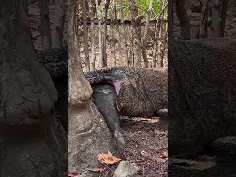 How Komodo use tree trunks as support