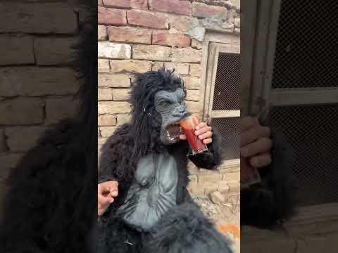 Gorilla ki chalaki dekho #minivlogs #minizoo #gorilla #pets