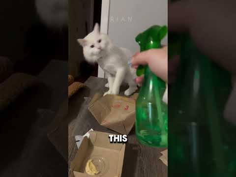 Why are cats afraid of water? 😯