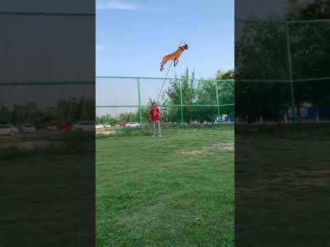 Belgian Malinois Jump Training #dogtraining #shepherd #dogtraining #dog #puppy #malinois jumping