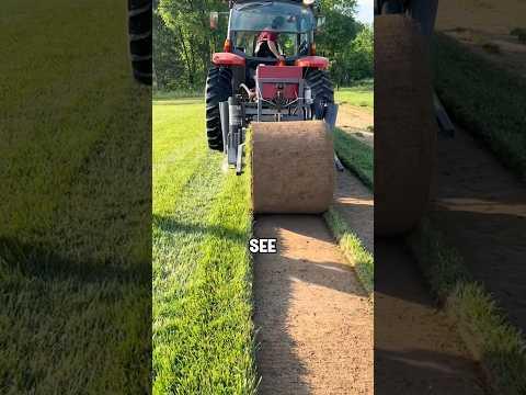 Why can the planted turf be rolled up continuously? #shorts