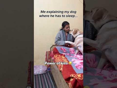 Power of kiss 😆 || labra rubi || #youtubeshorts #shorts #labrador #dog #funny #memes #viralshort