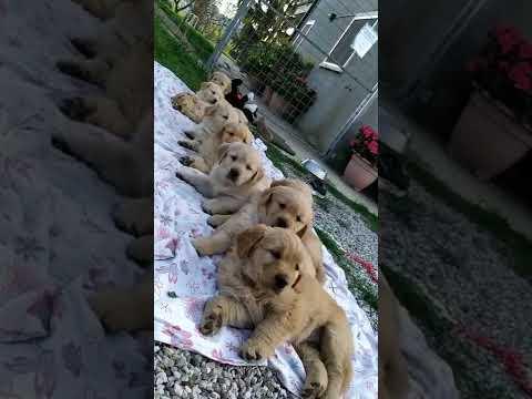 Waking the Puppies Up!