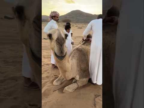 There was a shortage of camels in Saudi Arabia #shortsvideo