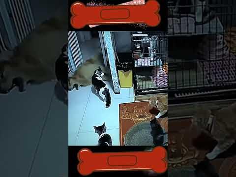 Perro con epilepcia es salvado por heroina
