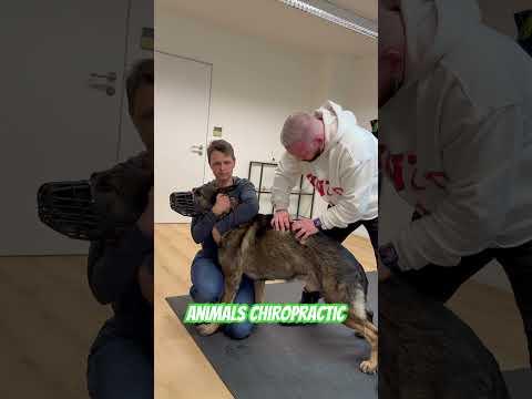 Animals Chiropractic 💚💚💚💚#animals #asmr #chiropractic #dogs #dogshorts #germany #foryou #foryou